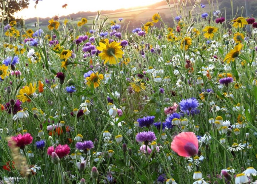 Penhow wildflower planting