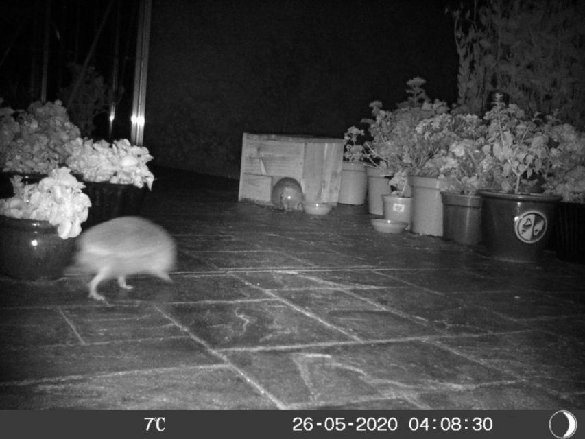 2 hedgehogs at night 