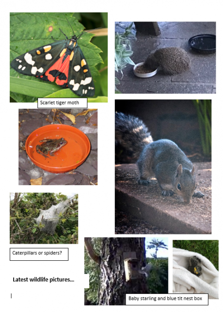 Pictures of scarlet tiger moth, hedgehog, frog, squirrel and birds