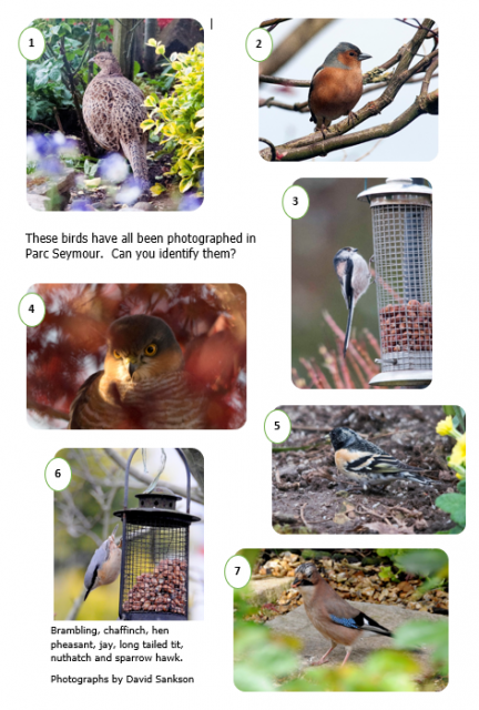 7 birds for identification 